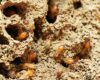 BiltRite Inspections For Termites
